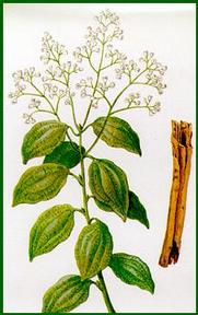 chambres d'h�tes montrond les bains forez loire