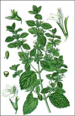 chambres d'h�tes montrond les bains forez loire